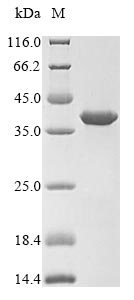 Recombinant Mouse Uroplakin-2(Upk2)