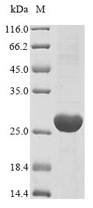 Recombinant Mouse Uroplakin-3a(Upk3a),partial