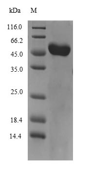 Recombinant Mouse Vitamin D-binding protein(Gc)
