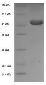 Recombinant Mouse Zinc finger protein 346(Znf346)