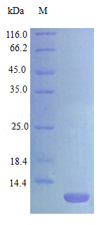 Recombinant Mouse protein C-C motif chemokine(Ccl17) (Active)