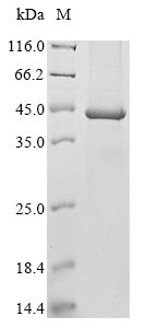 Recombinant Murine polyomavirus Major capsid protein VP1