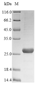 Recombinant Mycobacterium bovis 6 kDa early secretory antigenic target(esxA)