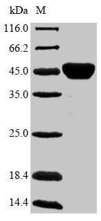 Recombinant Mycobacterium kansasii Diacylglycerol acyltransferase/mycolyltransferase Ag85B(fbpB)
