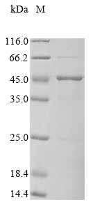Recombinant Mycobacterium tuberculosis Diacylglycerol acyltransferase/mycolyltransferase Ag85A(fbpA)