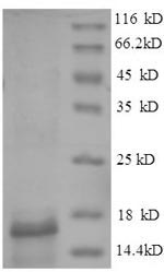 Recombinant Mycobacterium tuberculosis ESAT-6-like protein EsxB(esxB)