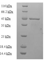Recombinant Mycobacterium tuberculosis Enoyl-[acyl-carrier-protein] reductase [NADH](inhA)