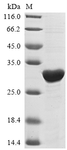 Recombinant Mycobacterium tuberculosis Enoyl-[acyl-carrier-protein] reductase [NADH](inhA)