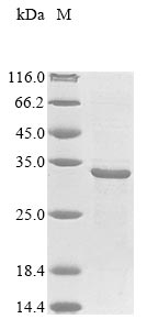 Recombinant Mycobacterium tuberculosis Heparin-binding hemagglutinin(hbhA)