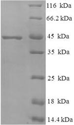 Recombinant Mycobacterium tuberculosis MPT51/MPB51 antigen(mpt51) 