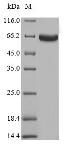 Recombinant Mycobacterium tuberculosis Mycothione reductase(mtr)