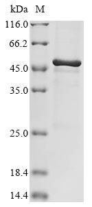Recombinant Mycoplasma genitalium Uncharacterized protein MG281(MG281),partial