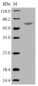 Recombinant Mycoplasma hyopneumoniae 46 kDa surface antigen(p46)