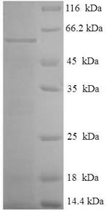 Recombinant Mycoplasma hyopneumoniae 46KDA surface antigen(p46)