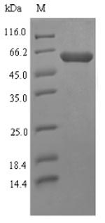 Recombinant Mycoplasma hyorhinis High affinity transport system protein p37(p37)