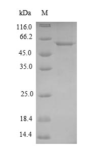 Recombinant Mycoplasma pneumoniae Probable cytosol aminopeptidase(pepA)