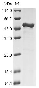 Recombinant Mycoplasma pneumoniae Uncharacterized protein MG218.1 homolog(MPN_311)