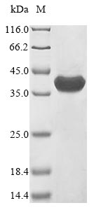 Recombinant Naja kaouthia Alpha-cobratoxin