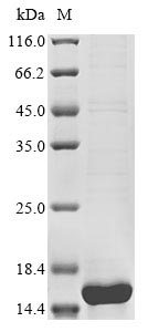 Recombinant Neisseria meningitidis serogroup B Integration host factor subunit alpha(ihfA)