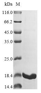 Recombinant Neisseria meningitidis serogroup B Integration host factor subunit beta(ihfB)