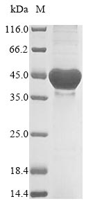 Recombinant Neisseria meningitidis serogroup B Quinolinate synthase A(nadA)