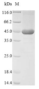 Recombinant Neisseria meningitidis serogroup C / serotype 2a Quinolinate synthase A(nadA)