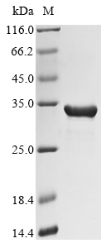 Recombinant Neisseria meningitidis serogroup C Acyl-[acyl-carrier-protein]--UDP-N-acetylglucosamine O-acyltransferase(lpxA)