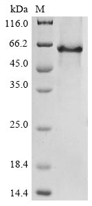Recombinant Neosartorya fumigata 1,3-beta-glucanosyltransferase gel4(gel4)