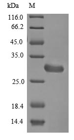 Recombinant Neosartorya fumigata Hydrophobin(rodA)