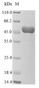 Recombinant Neurospora crassa Chorismate synthase(aro-2)