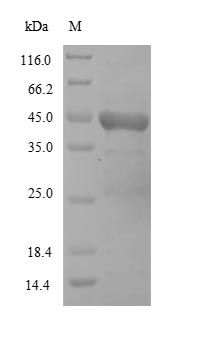 Recombinant Newcastle disease virus Hemagglutinin-neuraminidase(HN),partial