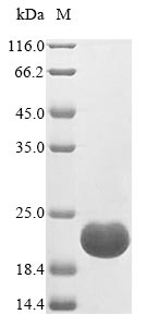 Recombinant Nicotiana alata Flower-specific defensin(D1)