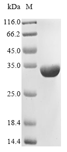 Recombinant Nostoc sp. All1616 protein(all1616)
