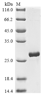 Recombinant Olea europaea Pollen allergen Ole e 7,partial