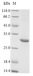 Recombinant Oncorhynchus keta L-rhamnose-binding lectin CSL3