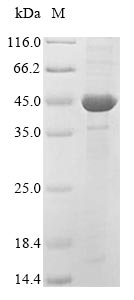 Recombinant Oryza sativa subsp. japonica Mitogen-activated protein kinase 5(MPK5)