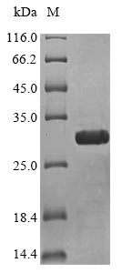 Recombinant Oxyuranus microlepidotus Toxin 3FTx-Oxy6
