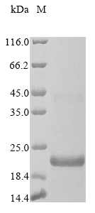 Recombinant Pan troglodytes Beta-defensin 106A (DEFB106A)