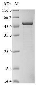 Recombinant Pantoea ananas Zeaxanthin glucosyltransferase(crtX)