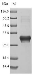 Recombinant Parietaria judaica Probable non-specific lipid-transfer protein 2(LTP2)