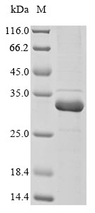 Recombinant Petrosia ficiformis Silicatein