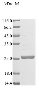 Recombinant Phaseolus vulgaris Leghemoglobin A