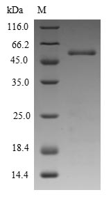 Recombinant Phleum pratense Pollen allergen Phl p 5a,partial