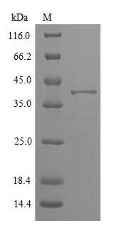 Recombinant Phleum pratense Pollen allergen Phl p 5b,partial