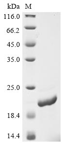 Recombinant Phleum pratense Pollen allergen Phl p 6(PHLPVI)
