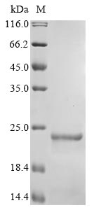 Recombinant Phleum pratense Profilin-2(PRO2)