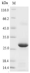 Recombinant Pig Epididymal secretory glutathione peroxidase(GPX5)