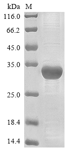 Recombinant Pig Integrin beta-1(ITGB1),partial