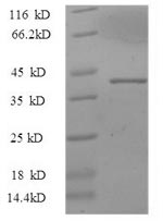 Recombinant Pig Interleukin-33(IL33),partial