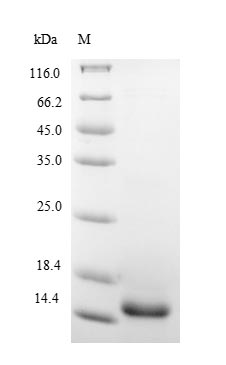 Recombinant Pig Interleukin-5(IL5)